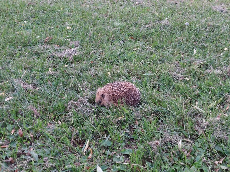 Hedgehog