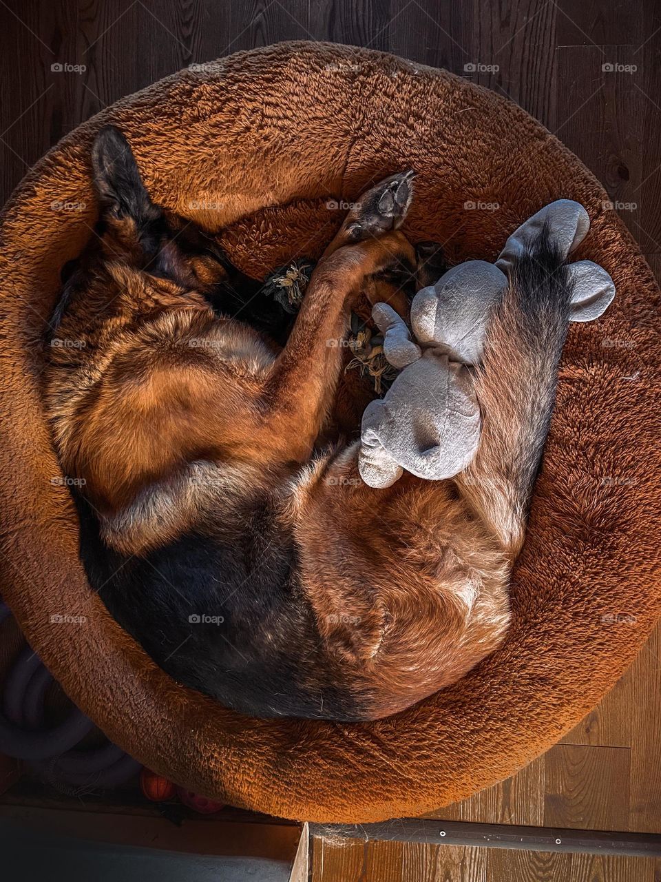 Cute German shepherd dog sleeping 