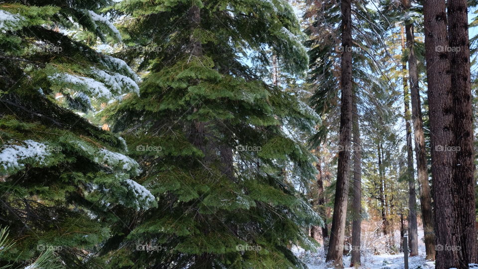 Snow on evergreen trees