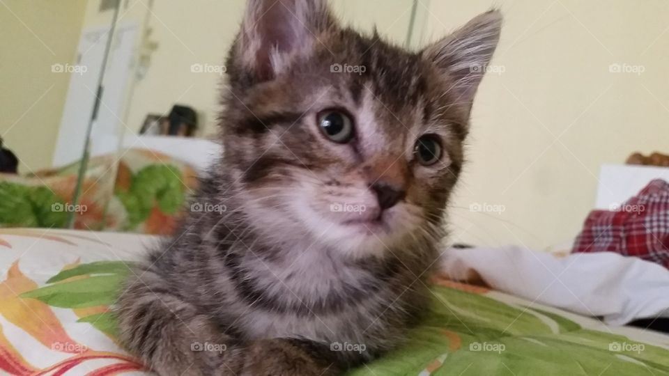 A brown tabby kitten on a bed
