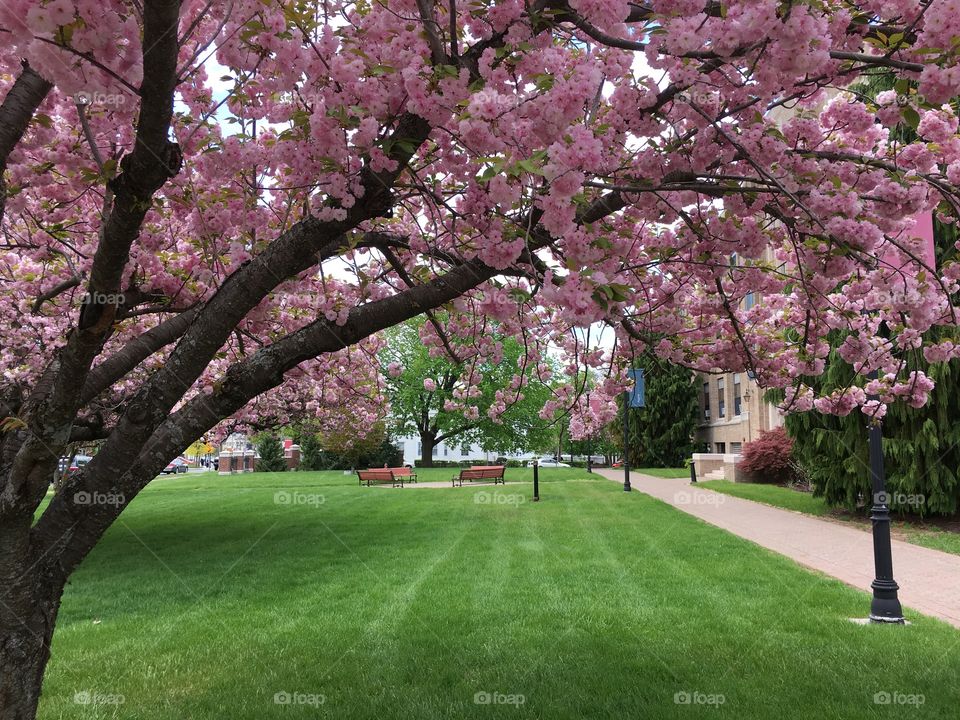 Japanese ornamental cherry 