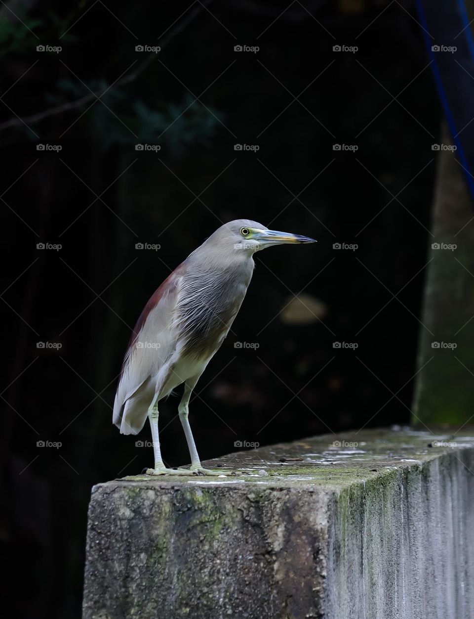 new bird with canon click