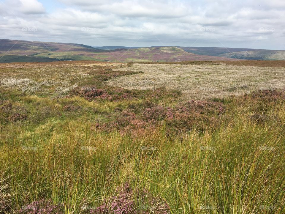 Landscape .. Richmondshire Heather