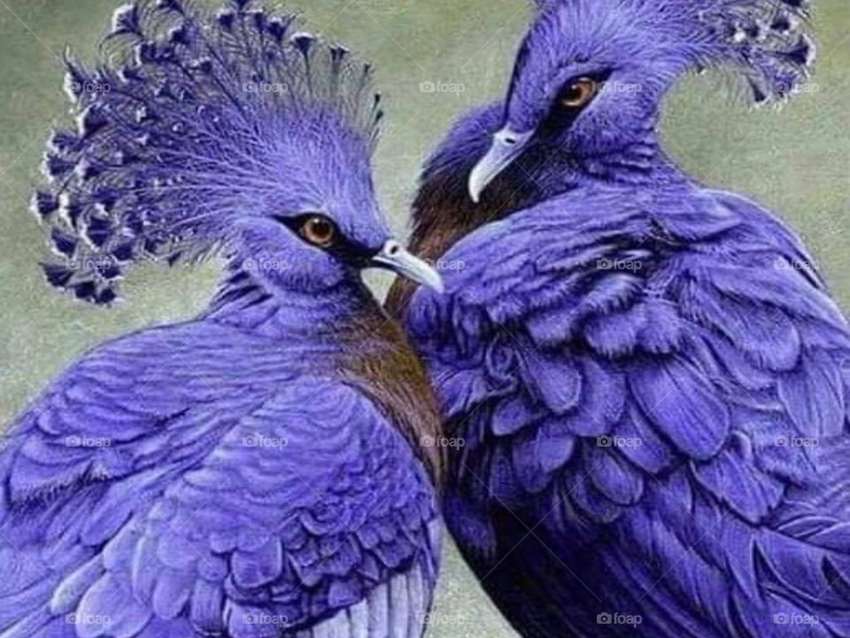 Two Beautiful peacock.