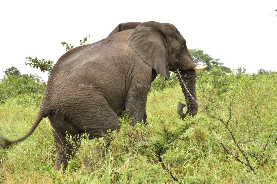 An African Elephant. It is the only animal I know that has four knees