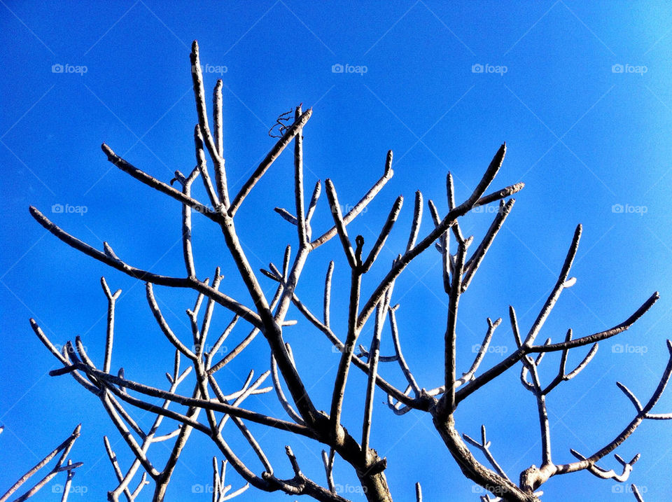 sky blue tree plant by king