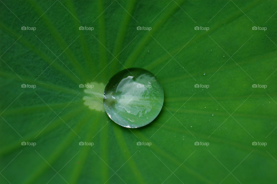 flower leaf waterdrop blad by ibphotography