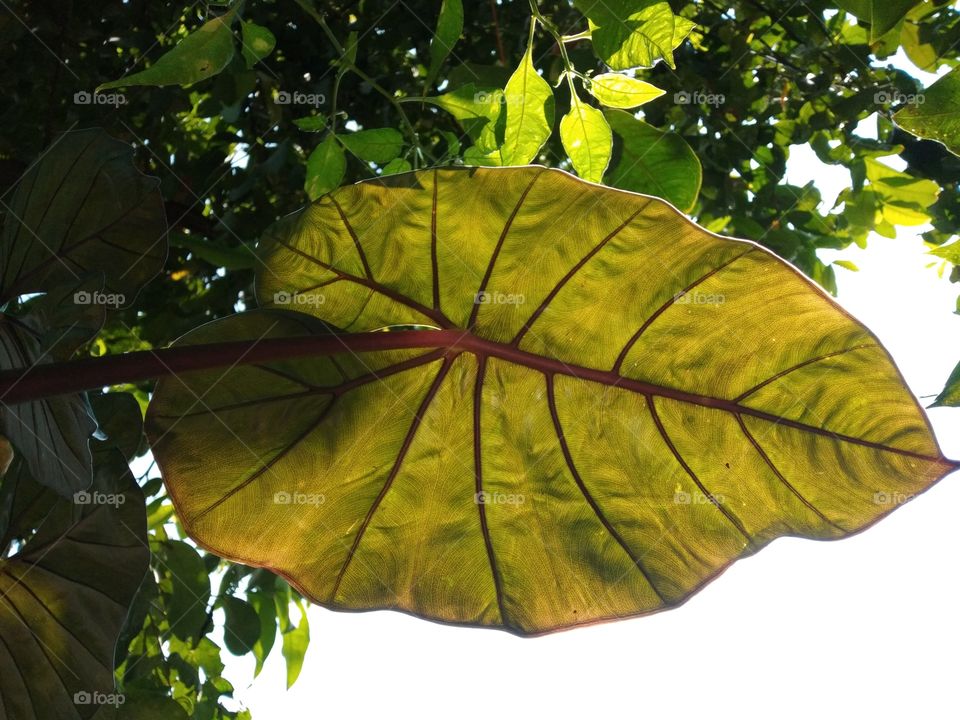 purple taro ornamental plant take from above