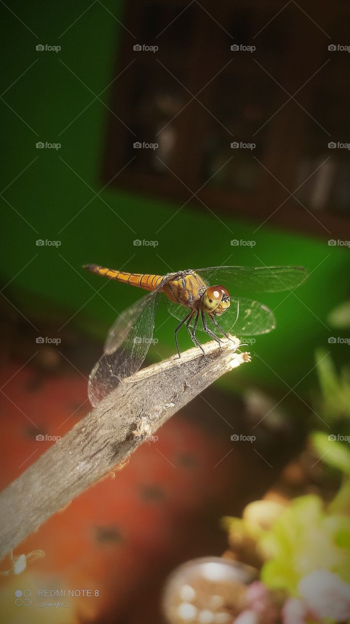 360° views of this fantastic insect won't do justice to its unique beauty. Dragonflies are overly underrated.