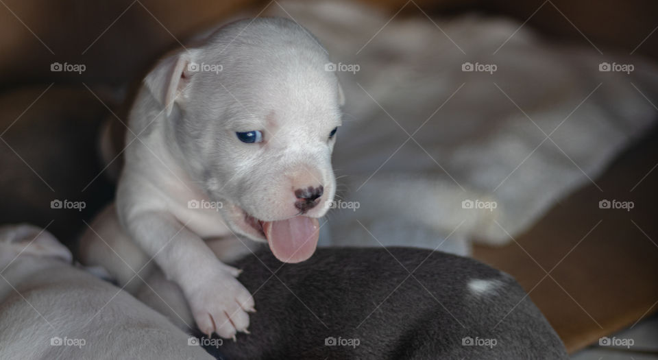 Cute puppies with blue eyes and lots of sleep