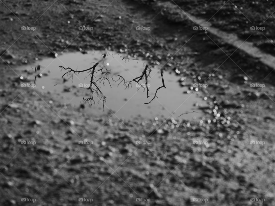 Water, No Person, Nature, Bird, Desktop