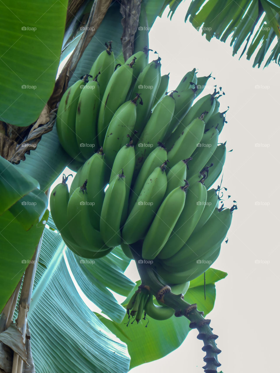 Green Banana Bunch on Tree