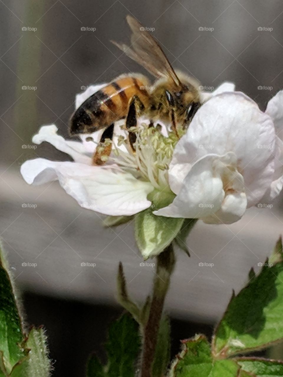 bee pollinating blackberry vine