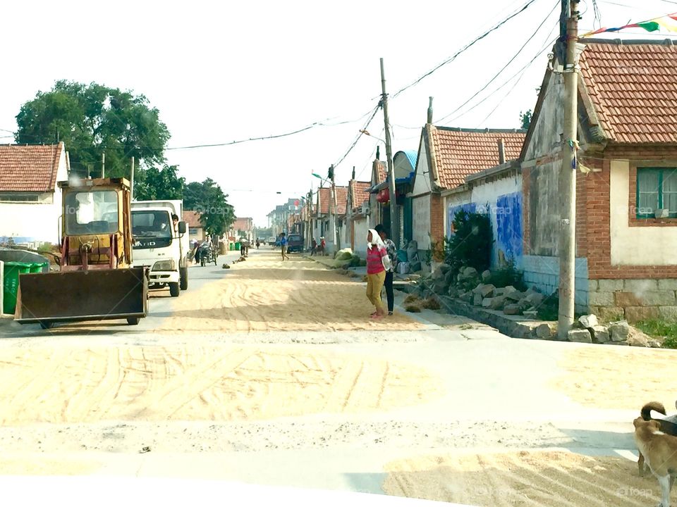 Wheats drying on the street
Life in rural countryside in northern China 