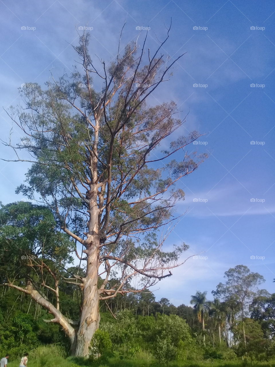 High eucalyptus tree