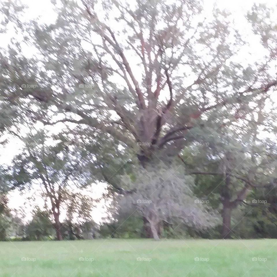 Tree, Landscape, Branch, Park, Nature