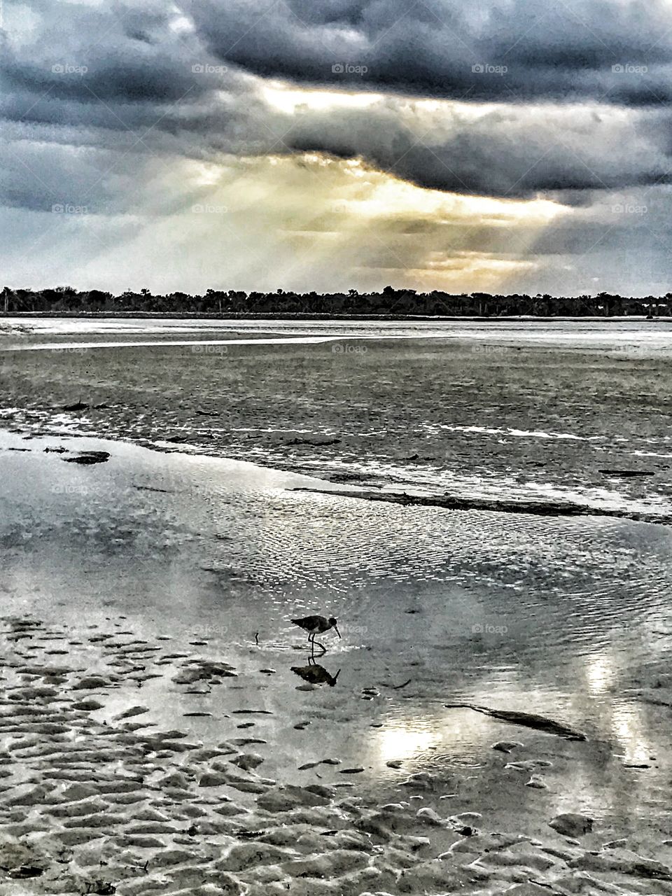 Shorebird undisturbed while storm brewing over Matanzas Inlet - Florida
