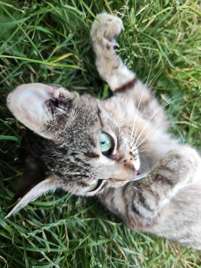 cat 2