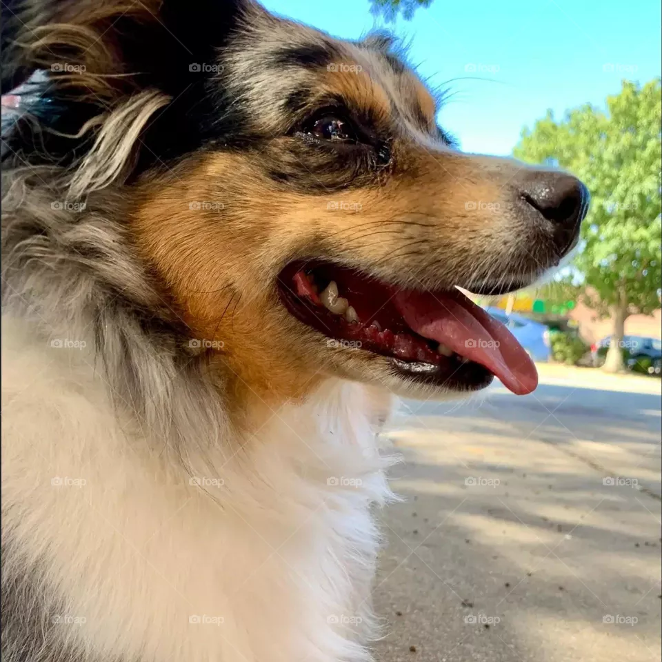dog