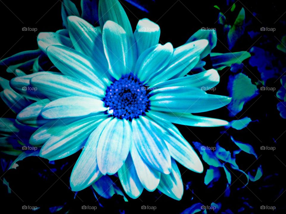 Daisy blue