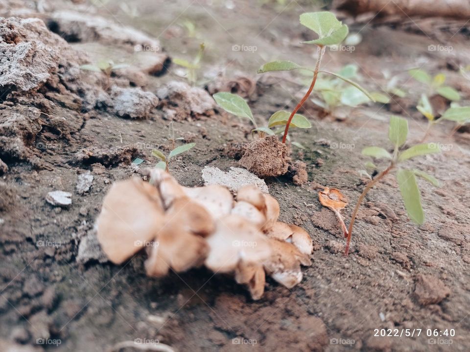 🌱🍄🌺