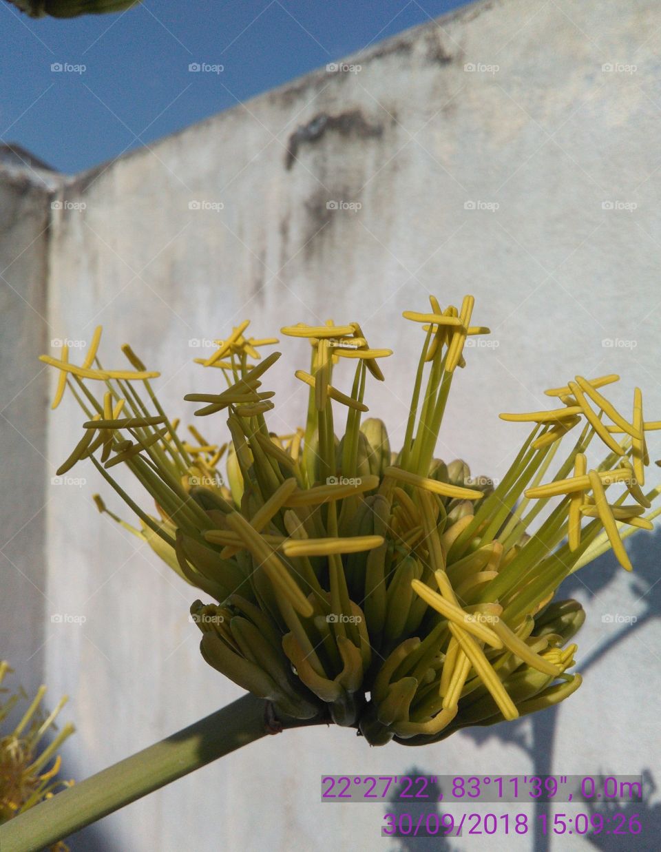 Yalo is a species in which petals place Hankadbhut only flakes Trhः flower pollen species of flower coler.