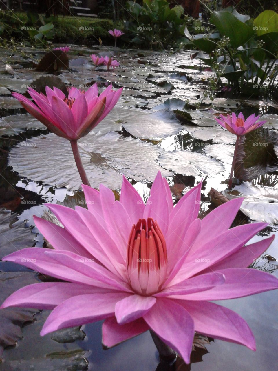 Waterlily 6