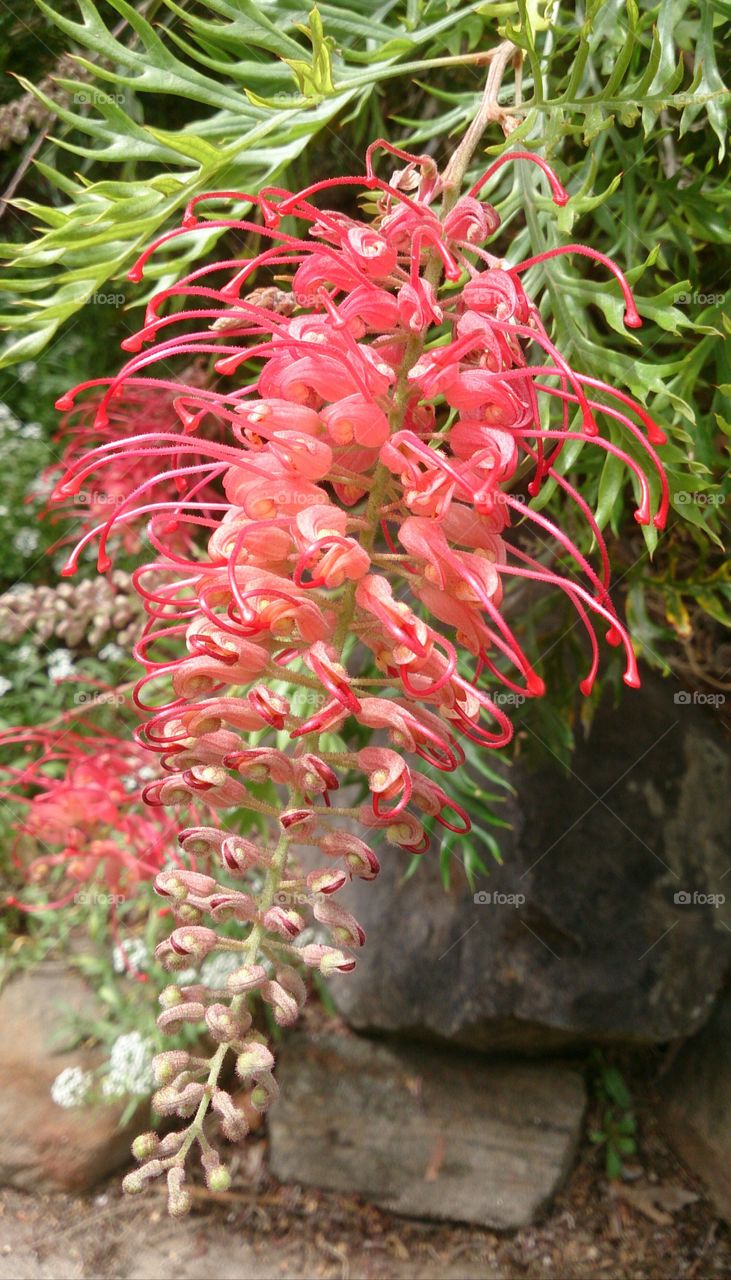 The Grevillea Flower