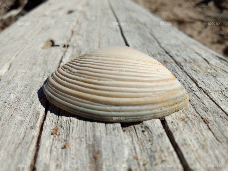 Sea shell.  🐚 sitting on a log by the sea. Driftwood.