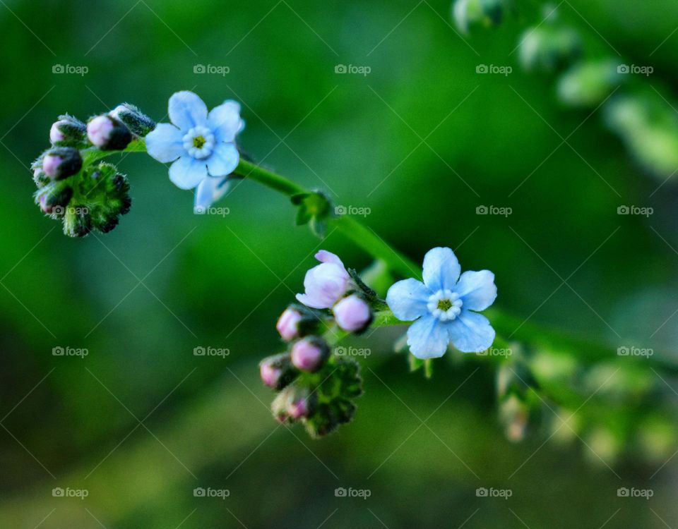 wild weed,with flowers and buds