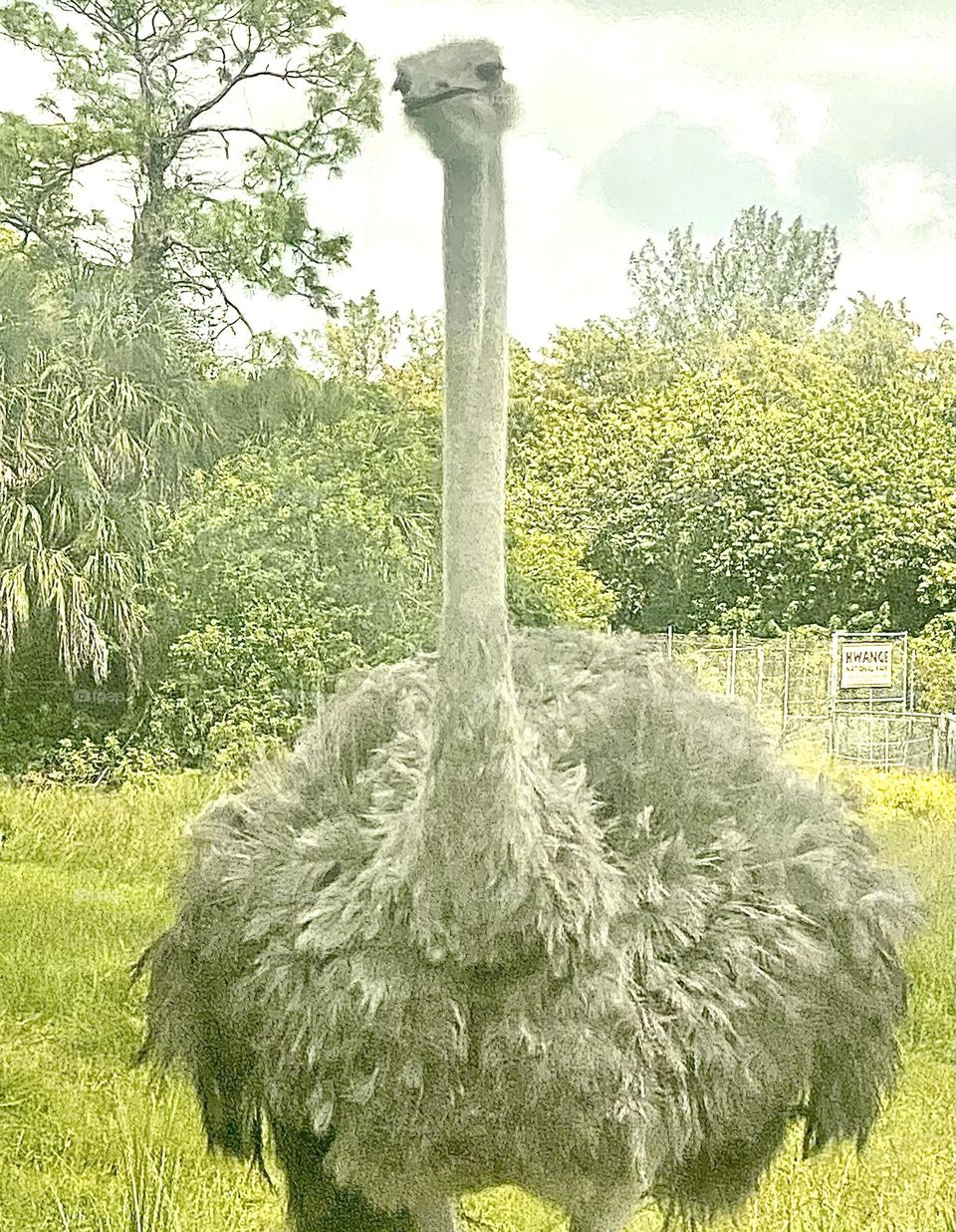 Ostriches can be friendly too