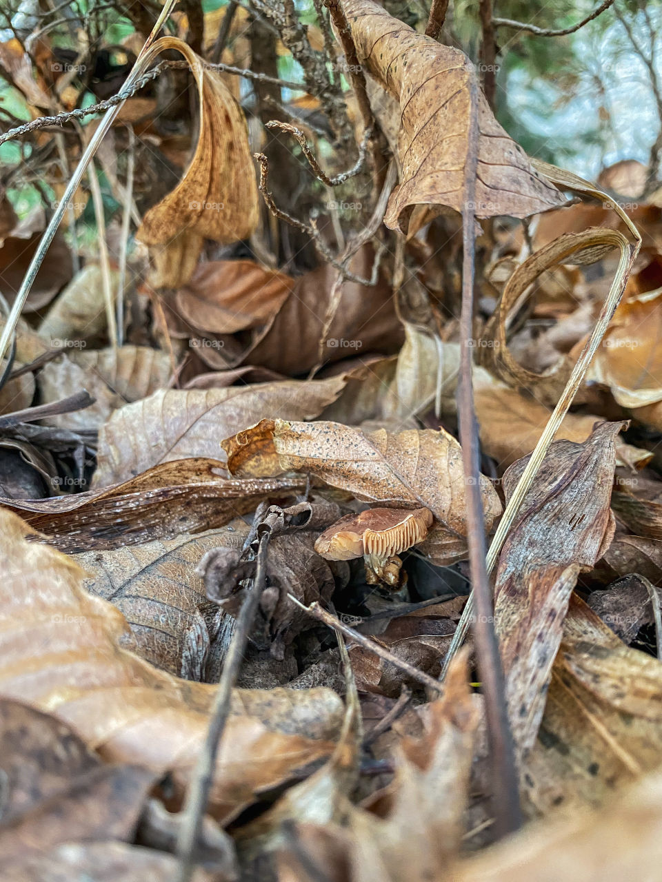 Can you find the mushroom ? 📸🍄