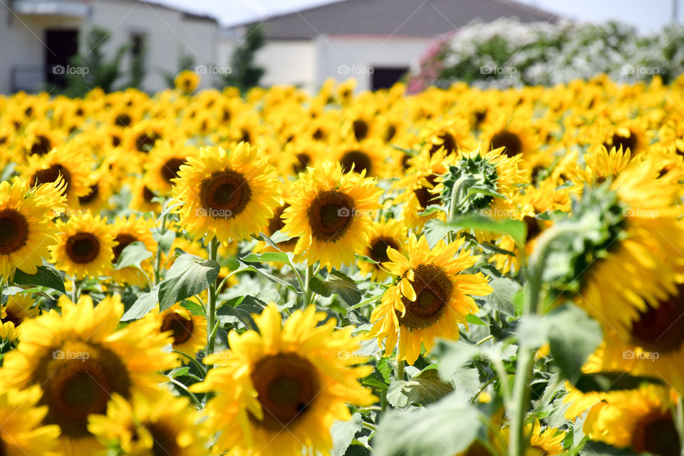 Sunflower, Summer, Nature, Flower, Flora