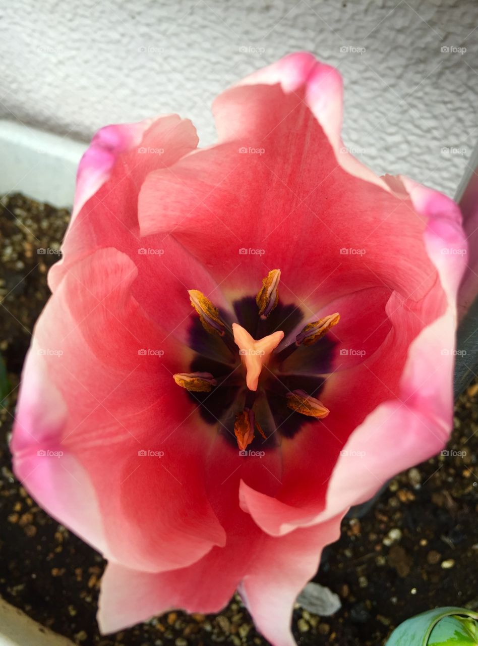 Full bloom tulip
