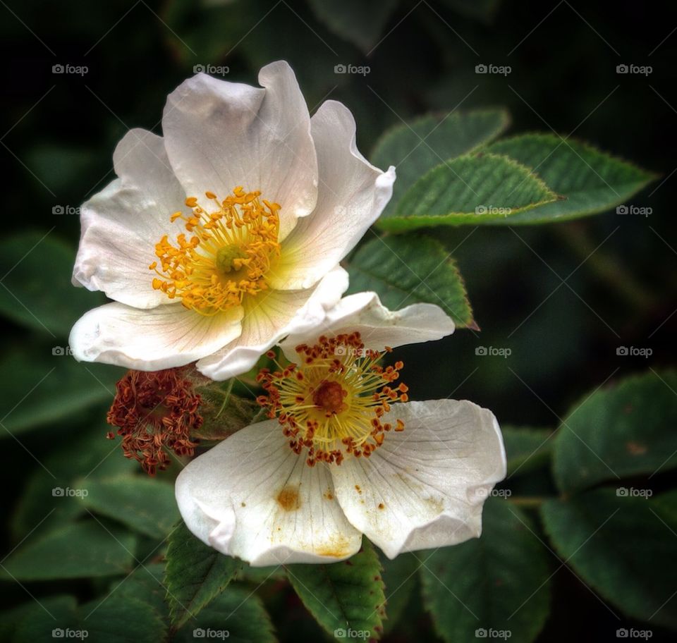 Close-up of white flowers