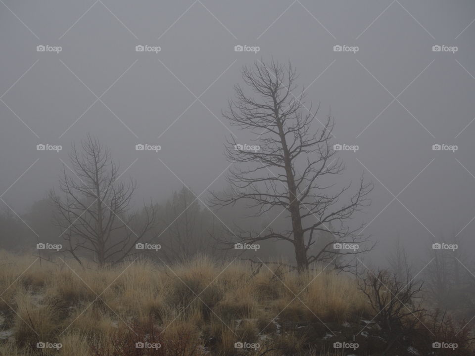 A bare tree leaning in the eerie fog on a winter morning in Central Oregon.