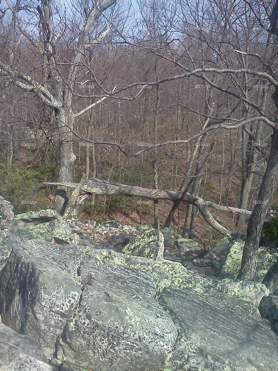 A fallen tree I found while hiking