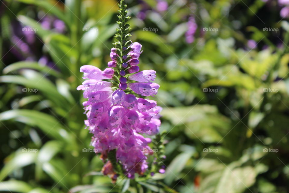 Flower, Nature, No Person, Leaf, Garden