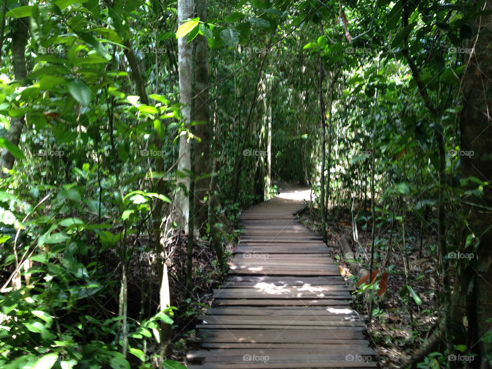 trees jungle path journey by carluminati