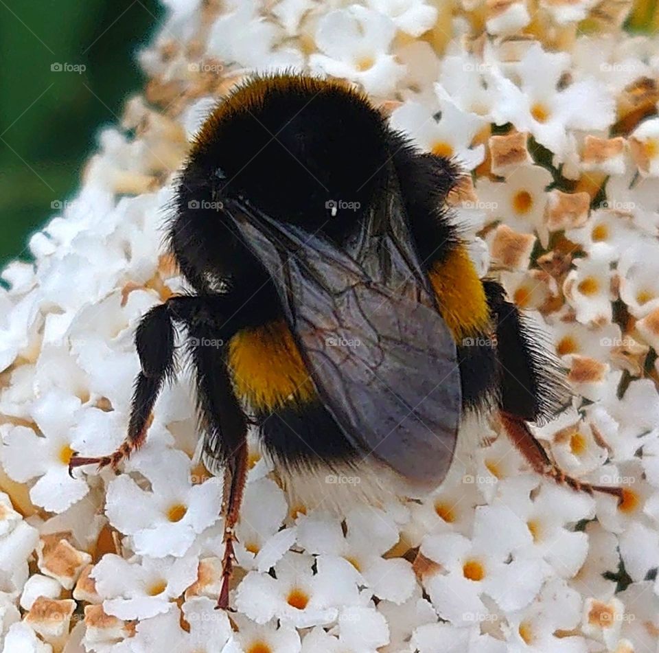 Bumblebee in the White flowers