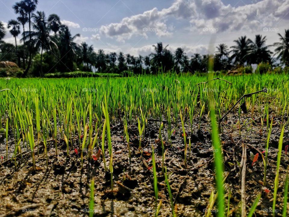 crop land area instend to growth very amezing sight