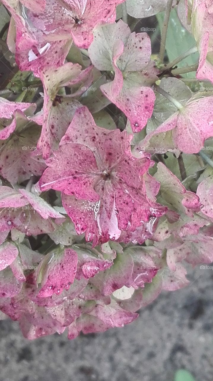 In the garden after rain..