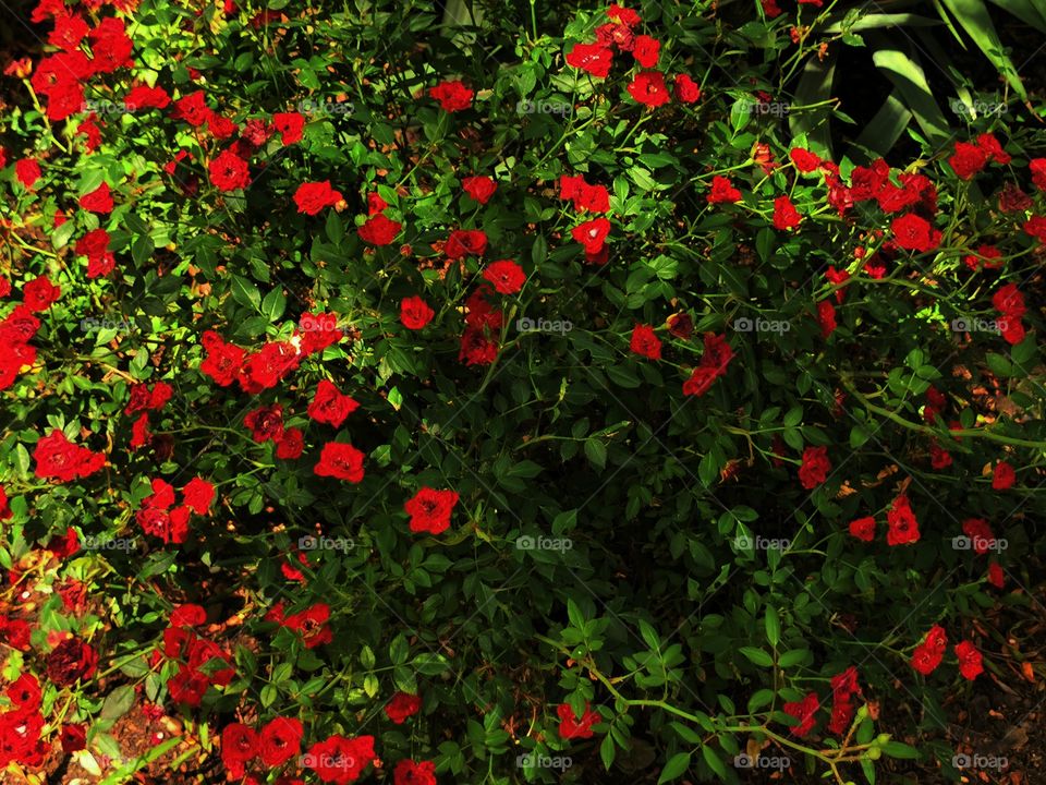 Summer color fresh day outdoor nature greens wild forest greens wild street outdoor