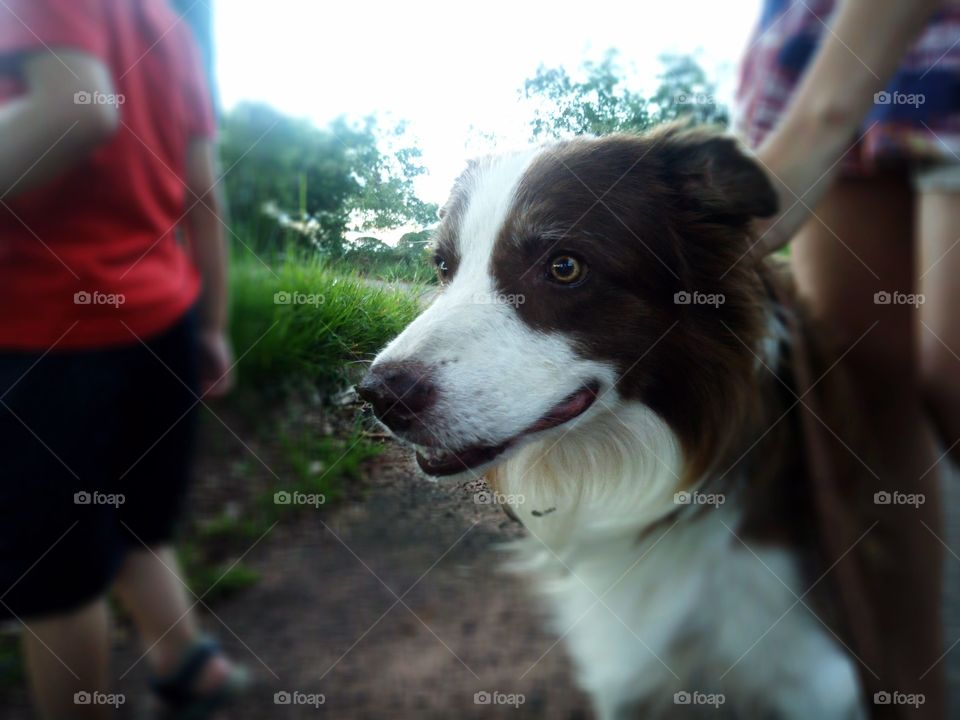 Taycoon Border Collie Family