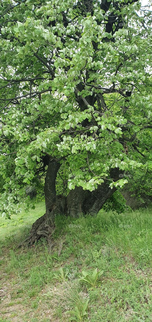 Old tree in the spring time