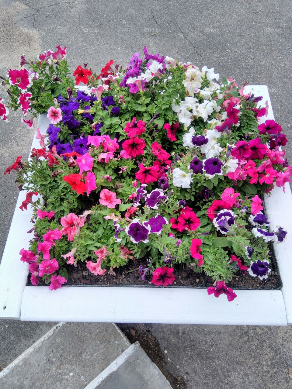 colorful flowers growing in the flowerbeds summer time street art