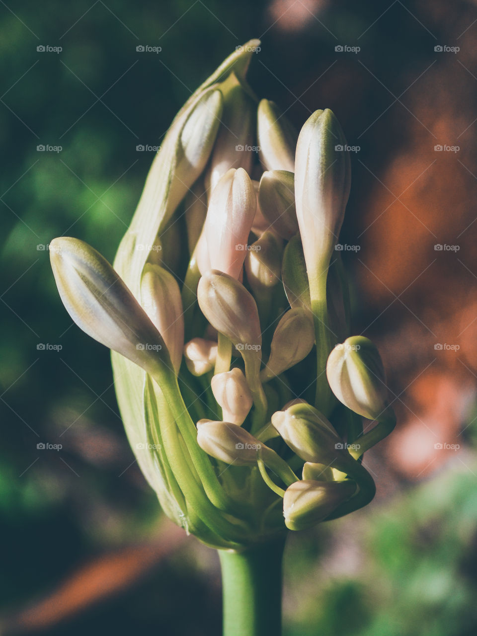 agapanthus flower bursting open