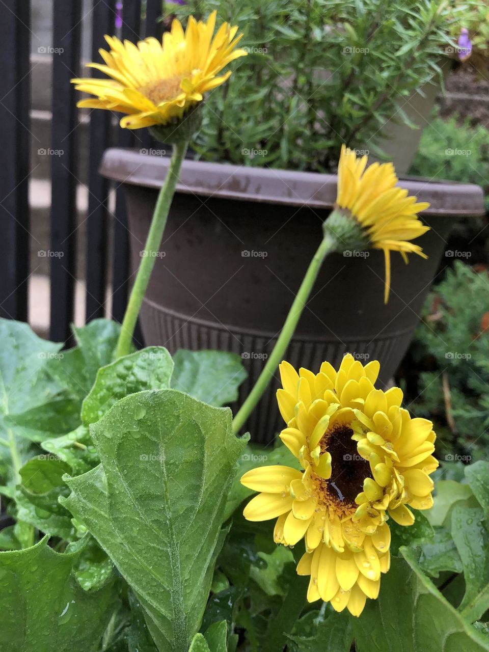 Yellow daisies