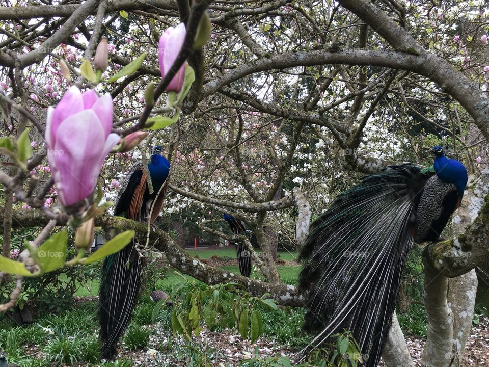 Peacocks sitting on a magnolia tree