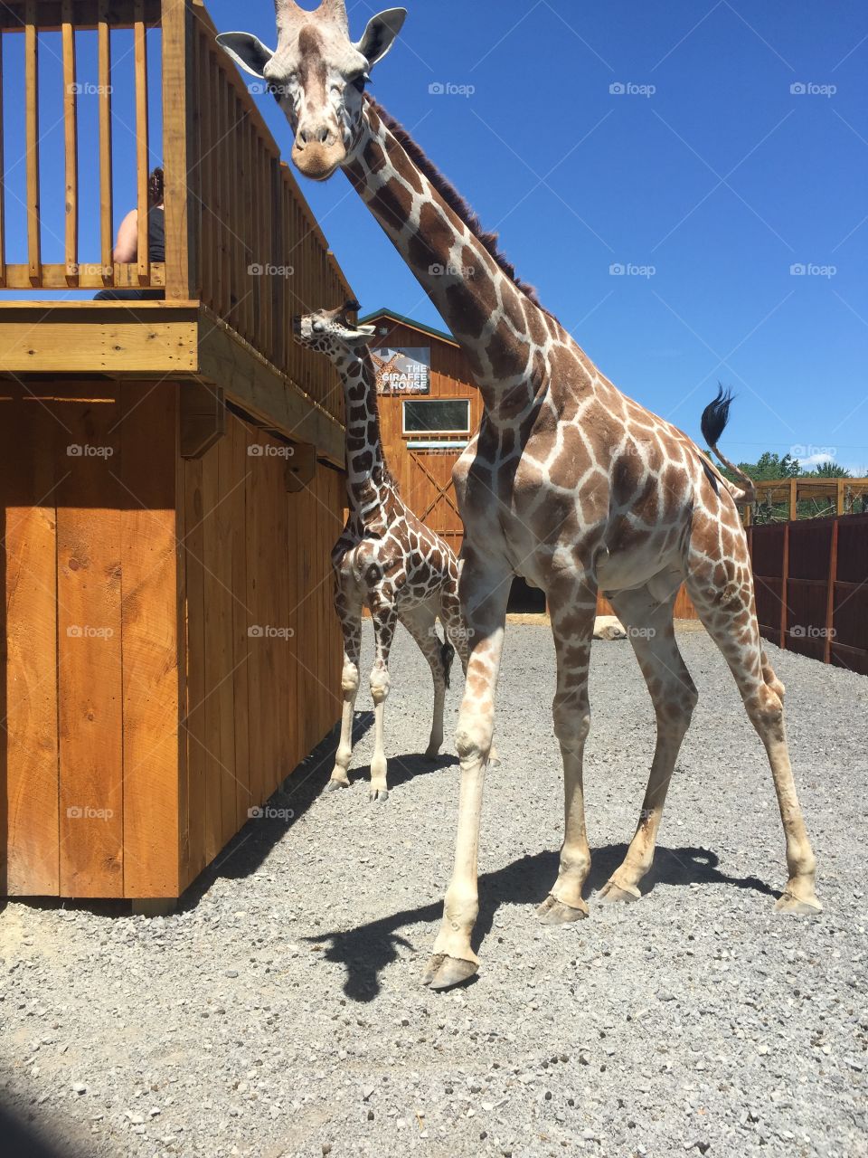 Two giraffes at Into The Wild in upstate New York